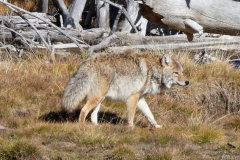 Coyote-Yellowstone-River-October-18-2025