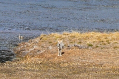 Coyote-in-Hayden-Valley-II-October-10-2025