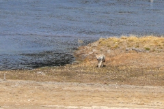Coyote-in-Hayden-Valley-October-10-2025