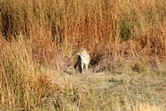 Coyote-on-Bison-kill-Yellowstone-Lake-October-18-2025
