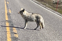 Coyote