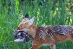 Fox-with-Rabbit-II-August-4-2025