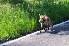 Fox-with-Rabit-August-4-2025