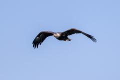 Eagle-August-6-2025