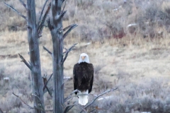Eagle-Hayden-Valley-October-31-2025