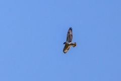 Feriginiouis-Hawk-II-July-30-2025