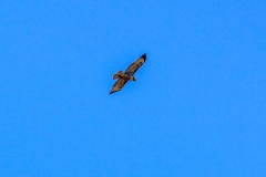 Ferignious-Hawk-III-September-1-2025