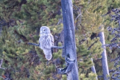 Great-Grey-Owl-Canyon-Junction-October-31-2025