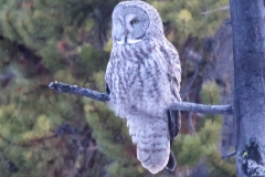 Great-Grey-Owl-II-Canyon-Junction-October-31-2025