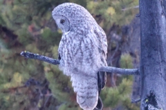 Great-Grey-Owl-III-Canyon-Junction-October-31-2025