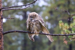 Great-Horned-Owl-August-28-2025