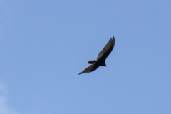 Hawk-August-1-2025
