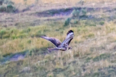 Red-Tail-Aug7-II