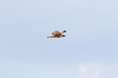 Red-Tail-August-18-2025