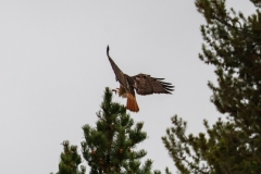 Red-Tail-Hawk-Island-Park-October-17-2025