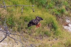 Red-Tailed-Hawk-August-26-2025