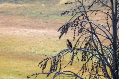 Red-Tailed-Hawk-III-September-1-2025