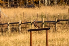 Red-Tailed-Hawk-September-28-2025