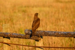 Swainsons-Hawk-August-13-2025