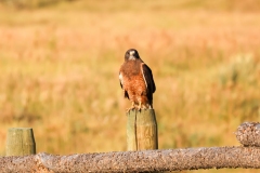 Swainsons-Hawk-August-15-2025