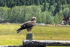 Swainsons-Hawk-II-July-1-2025