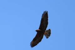 Swainsons-Hawk-V-August-15-2025