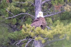 Bald-Eagle-Yellowstone-River-May-9-2026