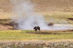 Bear-and-Hot-Springs-Hayden-Valley-May-1-2026