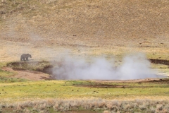 Bear-and-Hot-Springs-II-Hayden-Valley-May-1-2026
