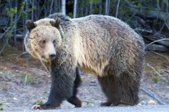 Beryl-Springs-Cub-Norris-May-16-2026