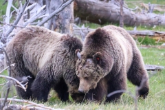 Beryl-Springs-Cubs-Norris-May-16-2026