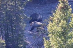 Beryl-Springs-Mom-and-Cub-Norris-May-1-2026
