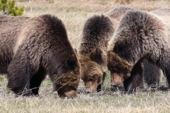 Beryll-Springs-Sow-and-Cubs-II-May-9-2026
