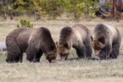 Beryll-Springs-Sow-and-Cubs-May-9-2026