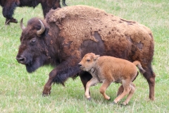 Bison-Calf-Blacktail-Plateau-May-16-2026
