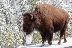 Bison-II-Norris-April-17-2026