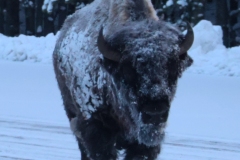 Bison-Norris-April-17-2026