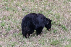 Black-Bear-Blacktail-Plateau-May-16-2026