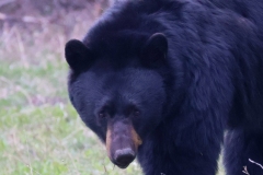 Black-Bear-Canyon-May-8-2026