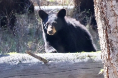 Black-Bear-Cub-II-Little-America-May-2-2026