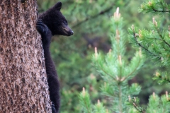 Black-Bear-Cub-II-Tower-Falls-May-31-2026