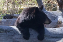 Black-Bear-Cub-III-Little-America-May-2-2026
