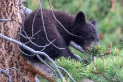 Black-Bear-Cub-III-Tower-Falls-May-31-2026