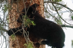 Black-Bear-Cub-IV-Tower-Falls-May-31-2026