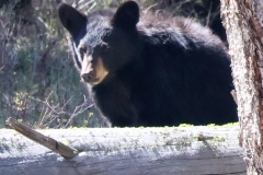 Black-Bear-Cub-Little-America-May-2-2026
