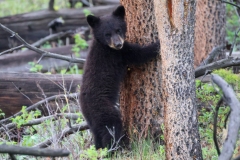 Black-Bear-Cub-Tower-Falls-May-31-2026