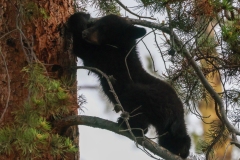 Black-Bear-Cub-V-Tower-Falls-May-31-2026