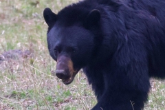 Black-Bear-II-Canyon-May-8-2026