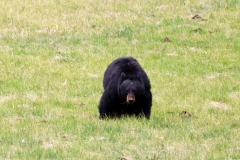 Black-Bear-II-Tower-May-16-2026