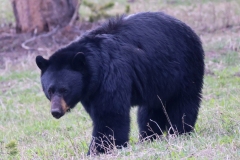 Black-Bear-III-Canyon-May-8-2026